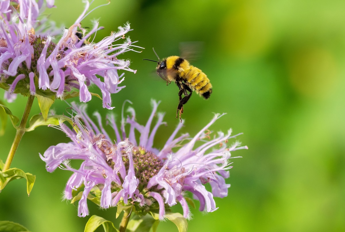 pink Bee Balm plant
